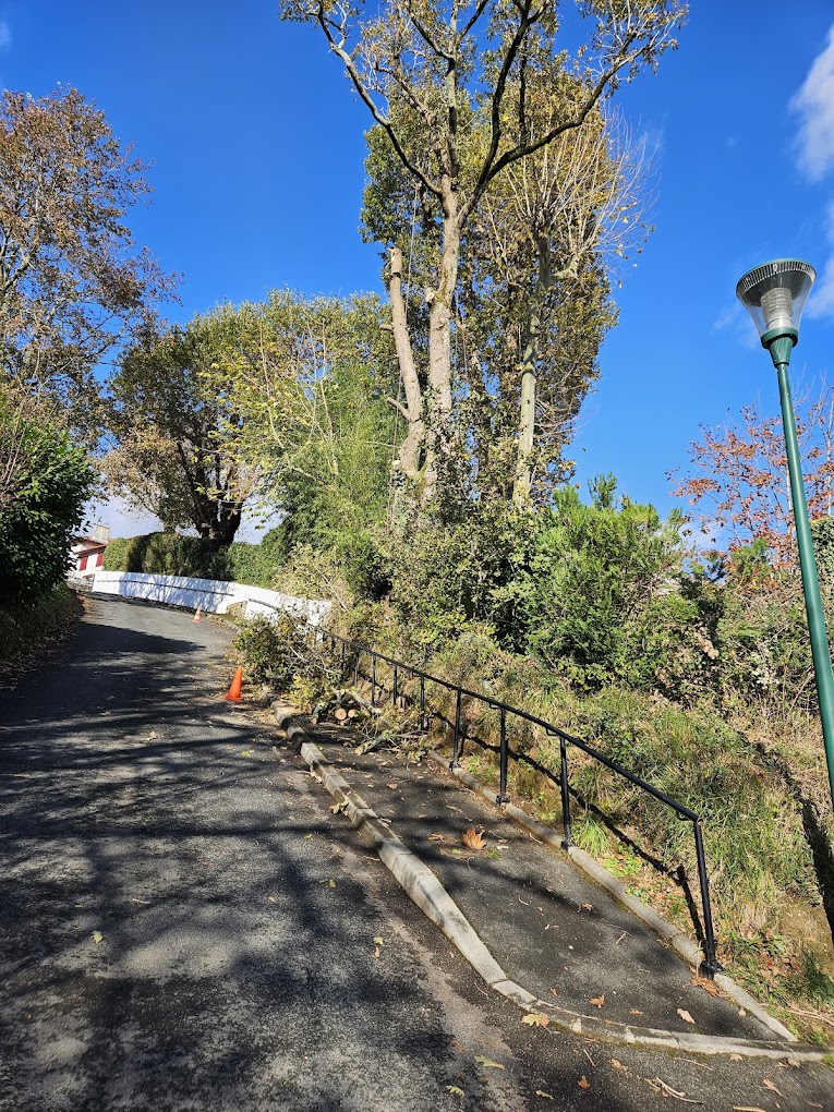 Elagage d'arbres